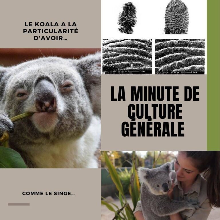 Le koala a la particularité d’avoir…