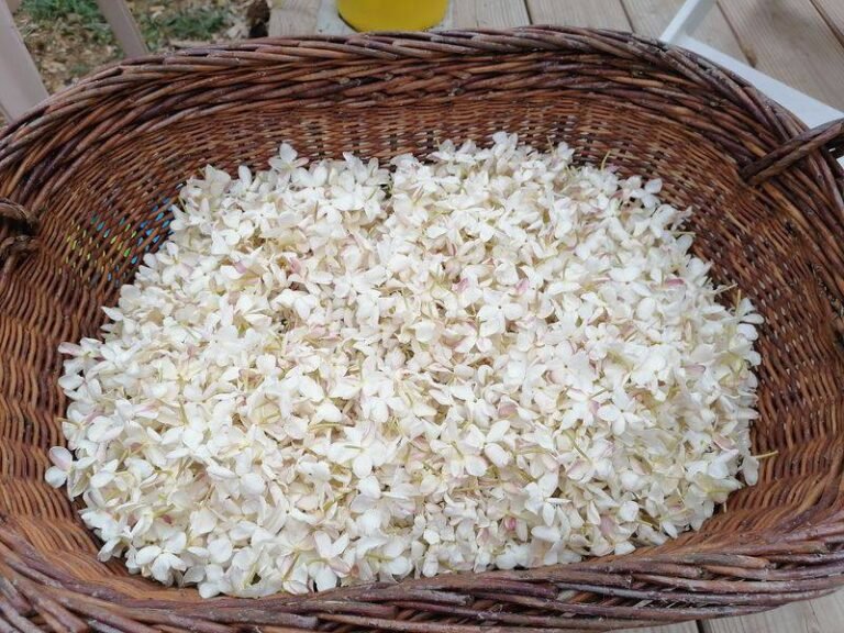 Cueillette De Jasmin