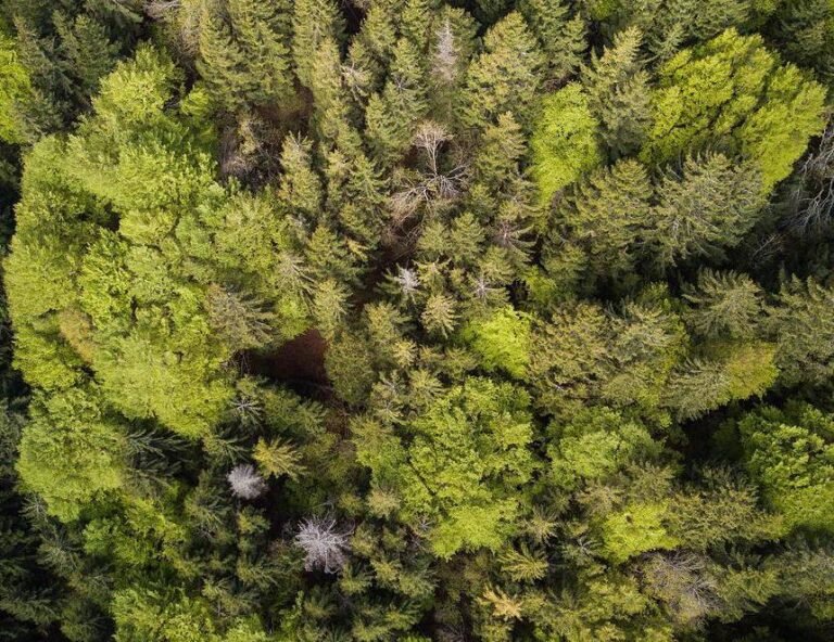 La forêt mosaïque