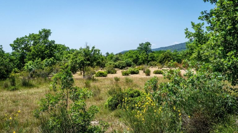 Extension du Parc naturel départemental de Roquevignon