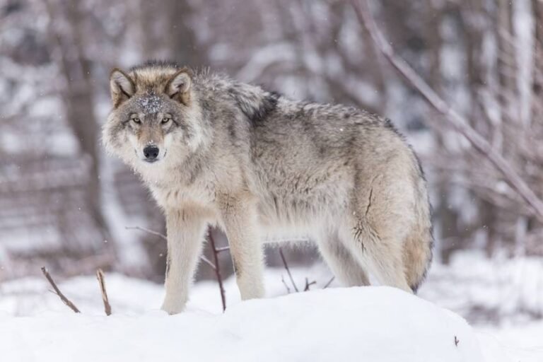 Les loups du Mercantour sous vidéosurveillance