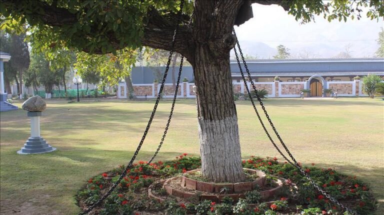 L’arbre en état d’arrestation