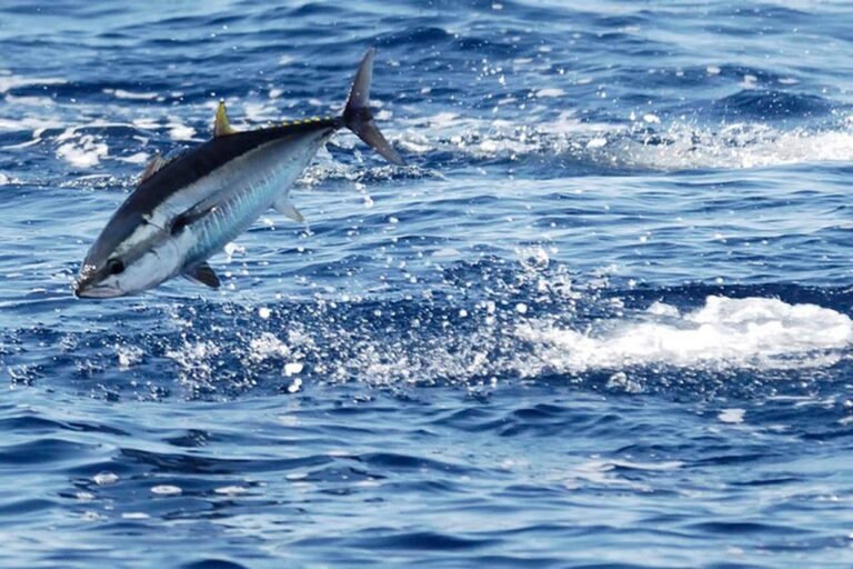 Thons rouge observés très près des côtes