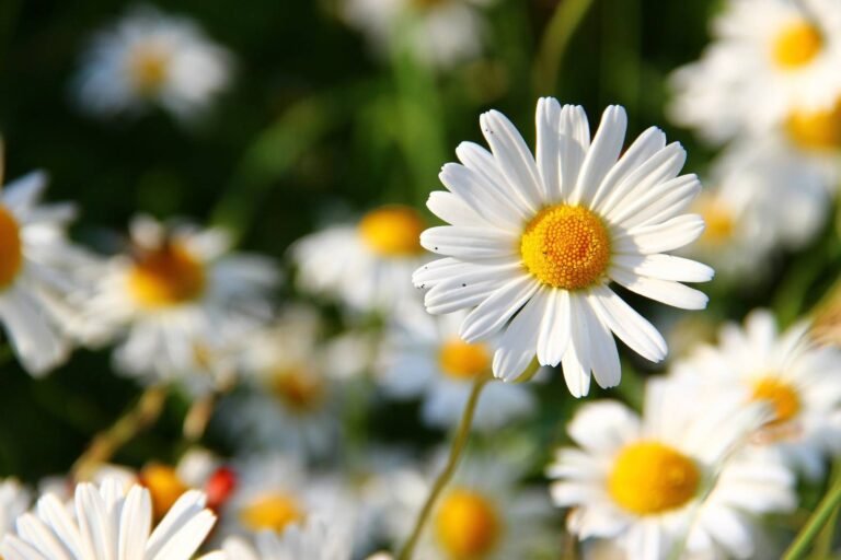Rendez-vous aux jardins