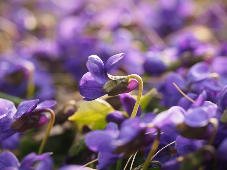 La Fête des Violettes