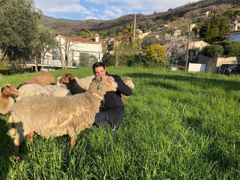 Des Ânes à Opio, et des Moutons à Grasse