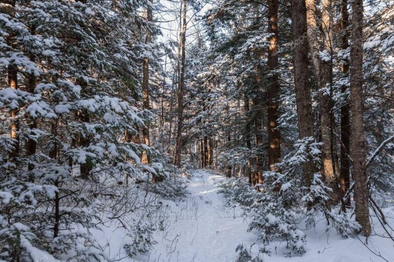 Promenons nous dans les bois