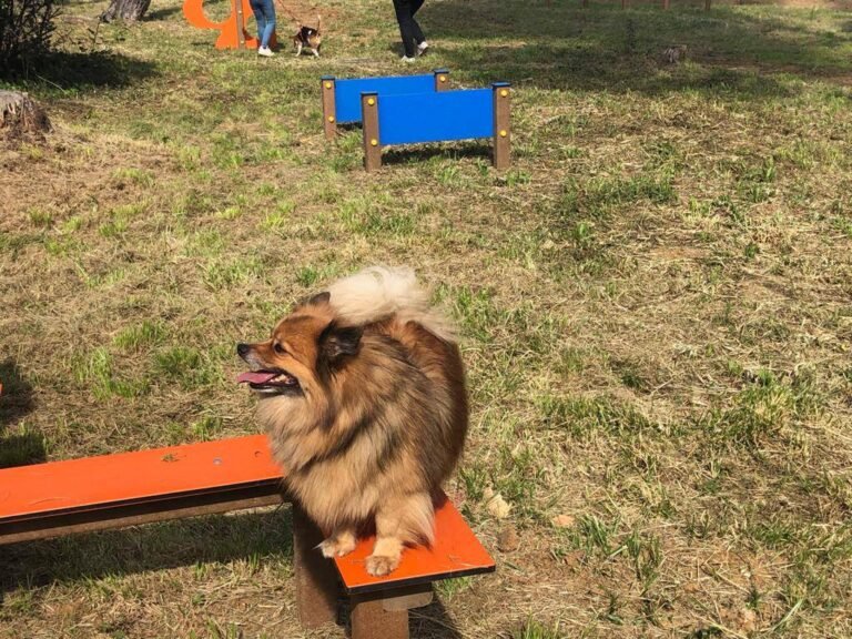 Une aire d’évolution canine