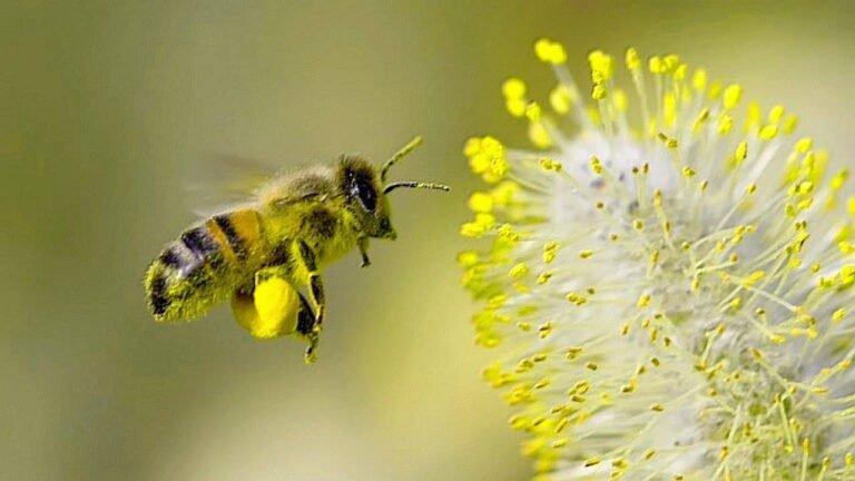 Pour aider et sauver les abeilles.