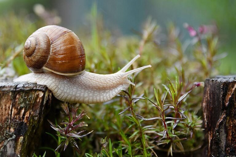 Je suis un escargot !
