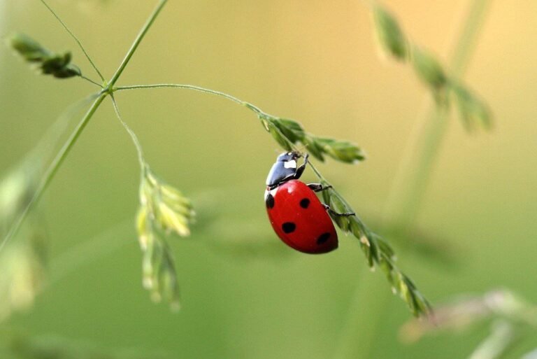 Formation larves de coccinelles
