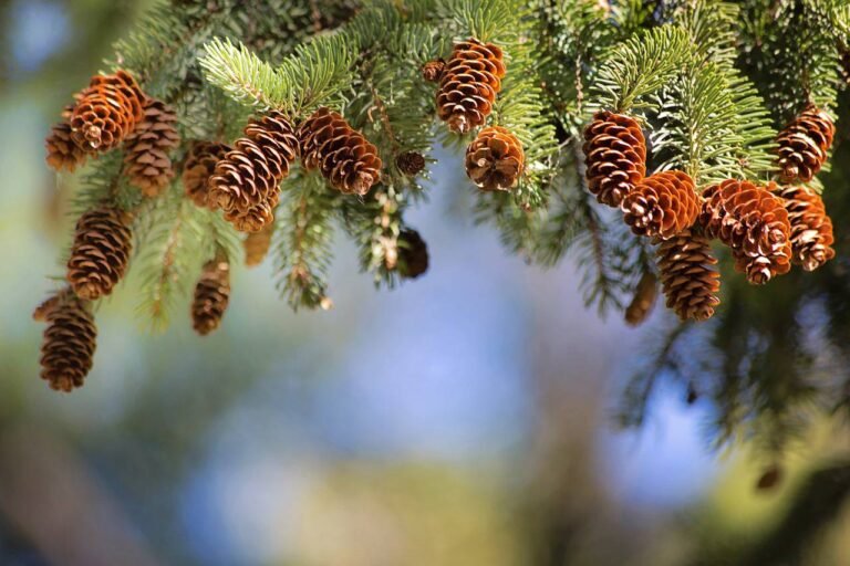 Les pins : ces grands inconnus