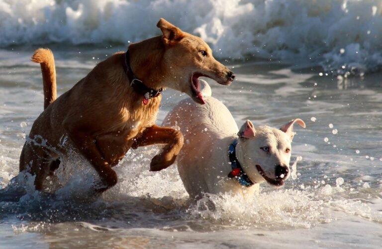 Une nouvelle plage pour les chiens…