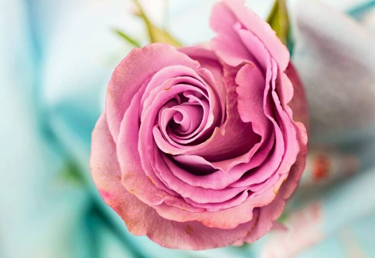 La Journée annuelle de la Rose, annulée