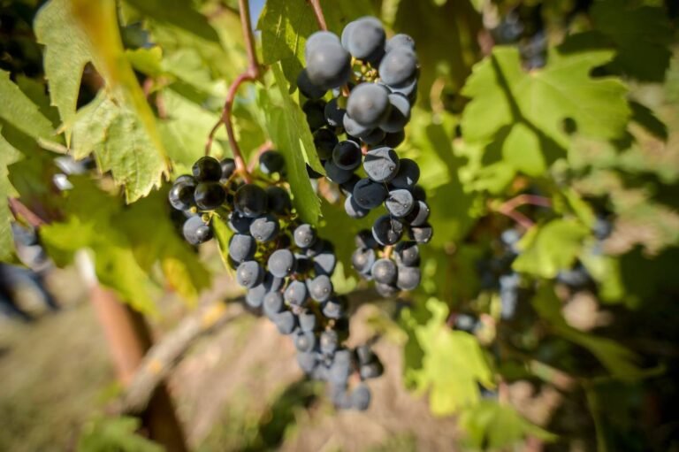 La renaissance d’un terroir viticole