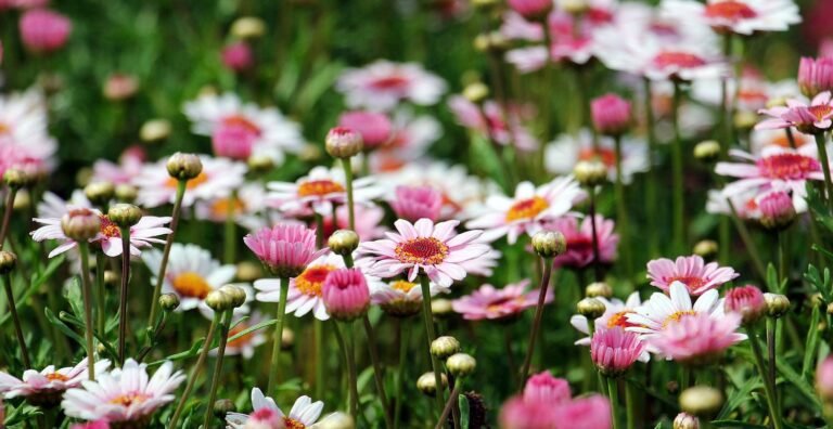 Un printemps au jardin