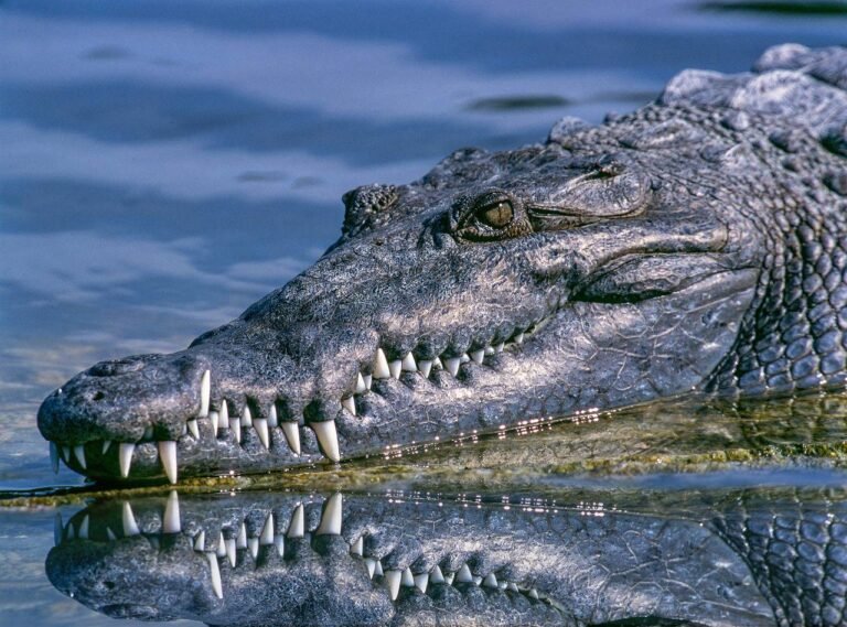 Les larmes de crocodile
