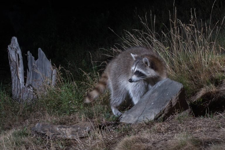 Mes visiteurs de la Nuit