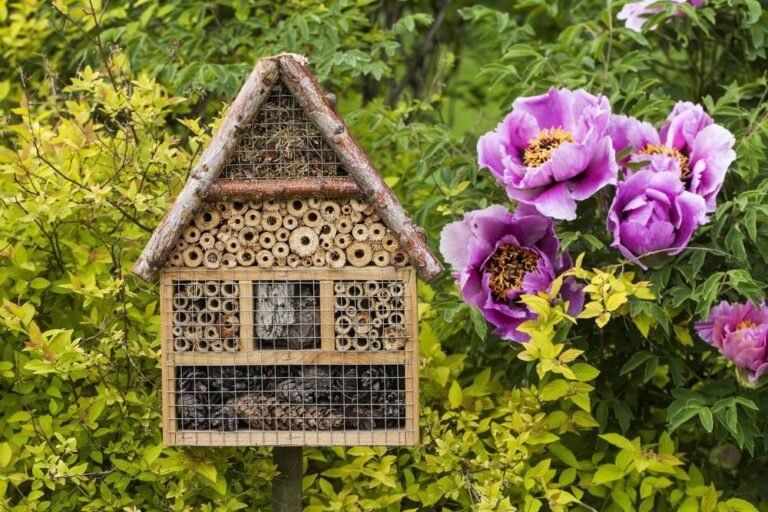 Moments De Biodiversité Au Jardin