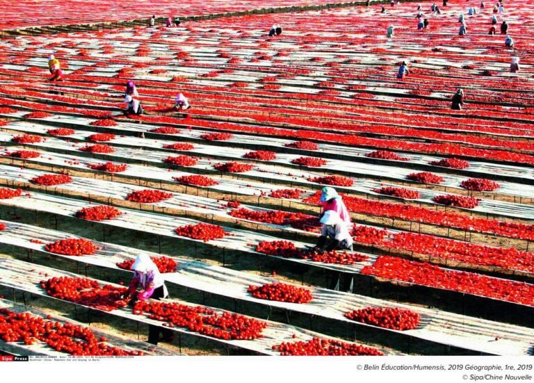 La Tomate Industrielle,