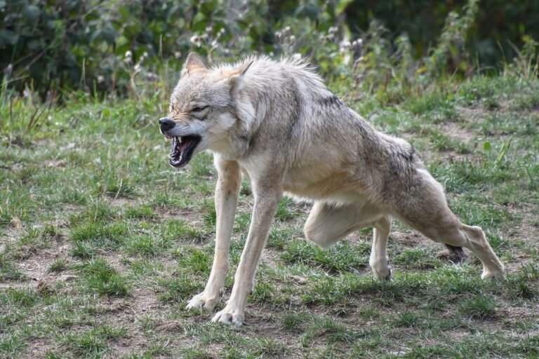 Plan loup :