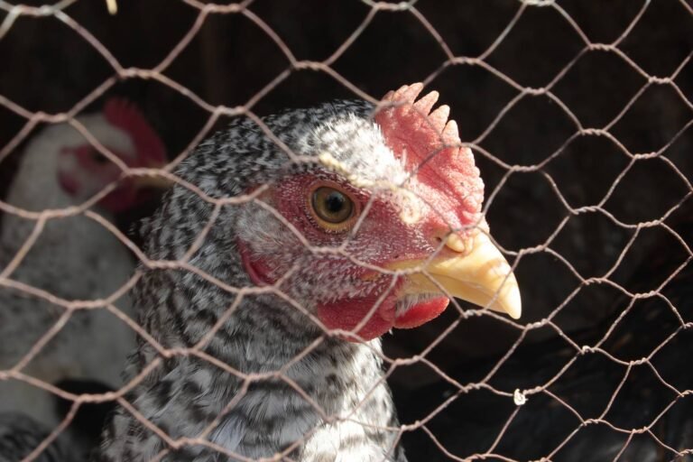 Les poules pondeuses et leur cage…