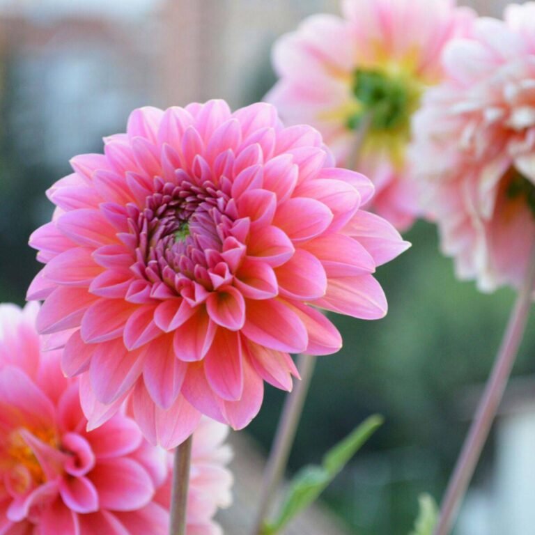 Pensons aux dahlias,