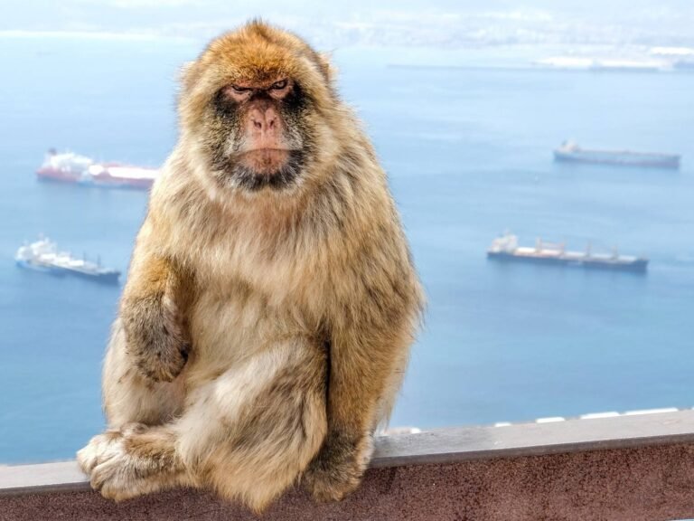Des singes en Europe ?