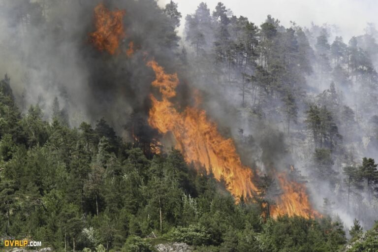 Interdiction d’accès aux massifs forestiers de l’Estérel et du Tanneron