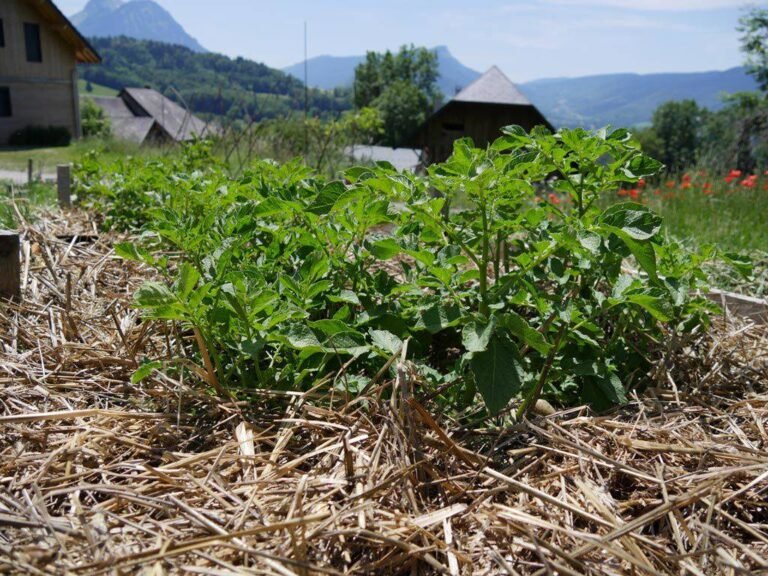 La pomme de terre au potager…