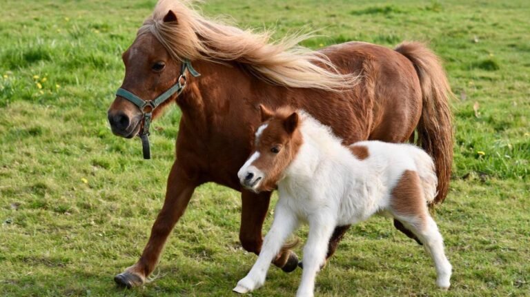 Conseils filière cheval