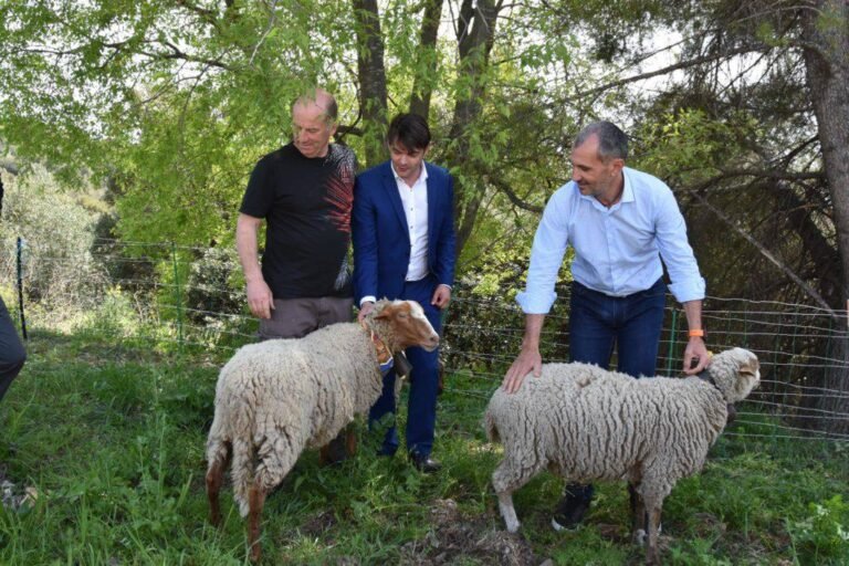 L’éco-pâturage s’installe au Bois de Grasse