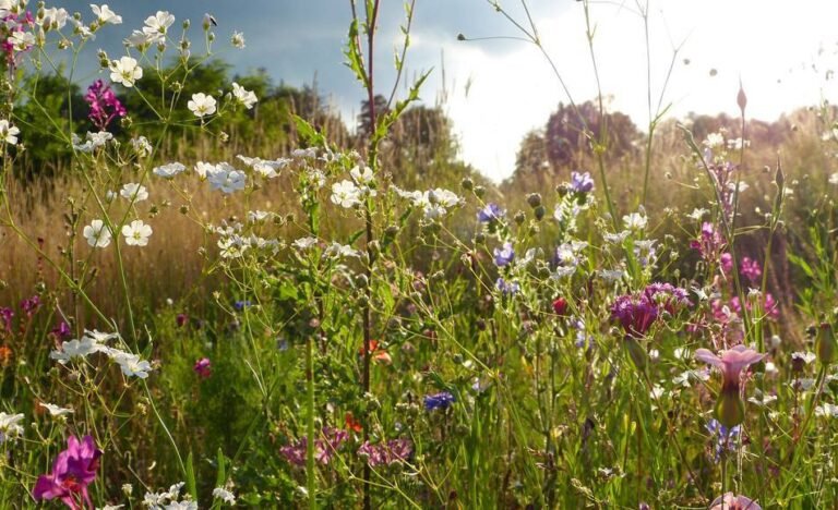 Réduire son empreinte sur la biodiversité