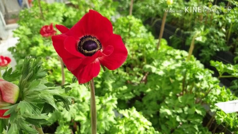 L&rsquo;Expérimentation Horticole