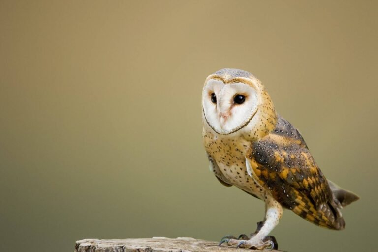 Comment différencier un hibou d’une chouette ?