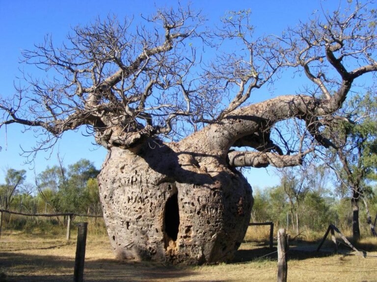 Les étranges arbres prisons d’Australie