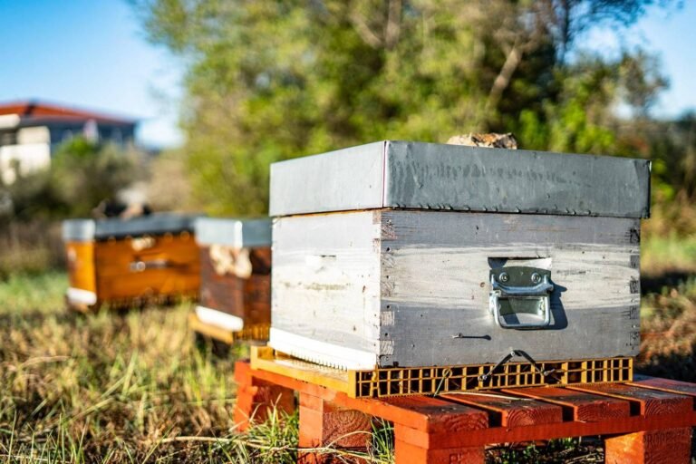 Après les moutons, les abeilles !
