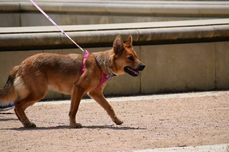 La visite découverte qui a du chien !