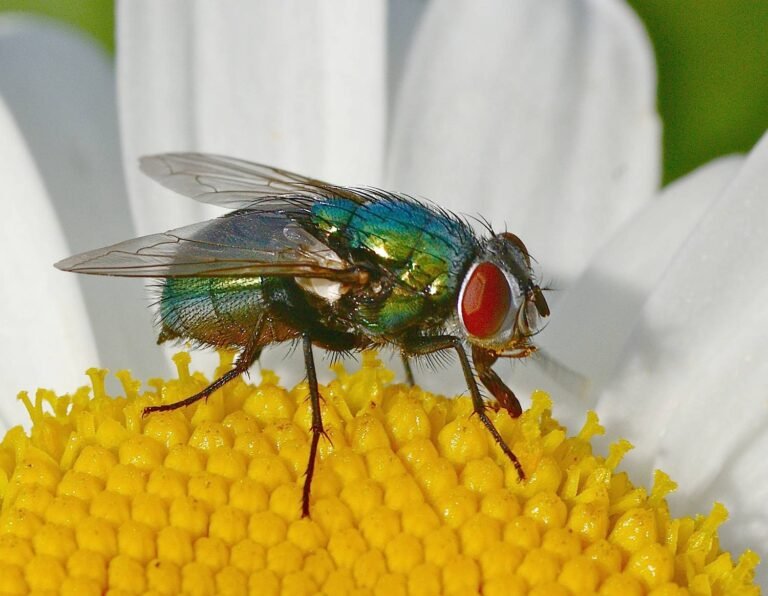 L’insupportable mouche verte…