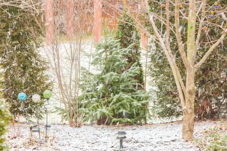 Un jardin en hiver…