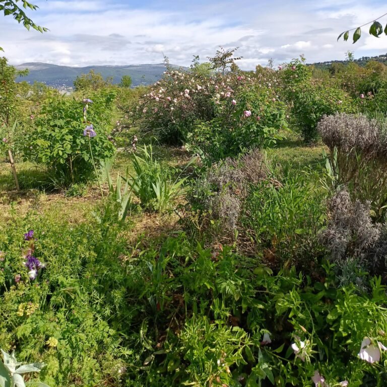 Les Jardins du MIP vous ouvrent ses allées