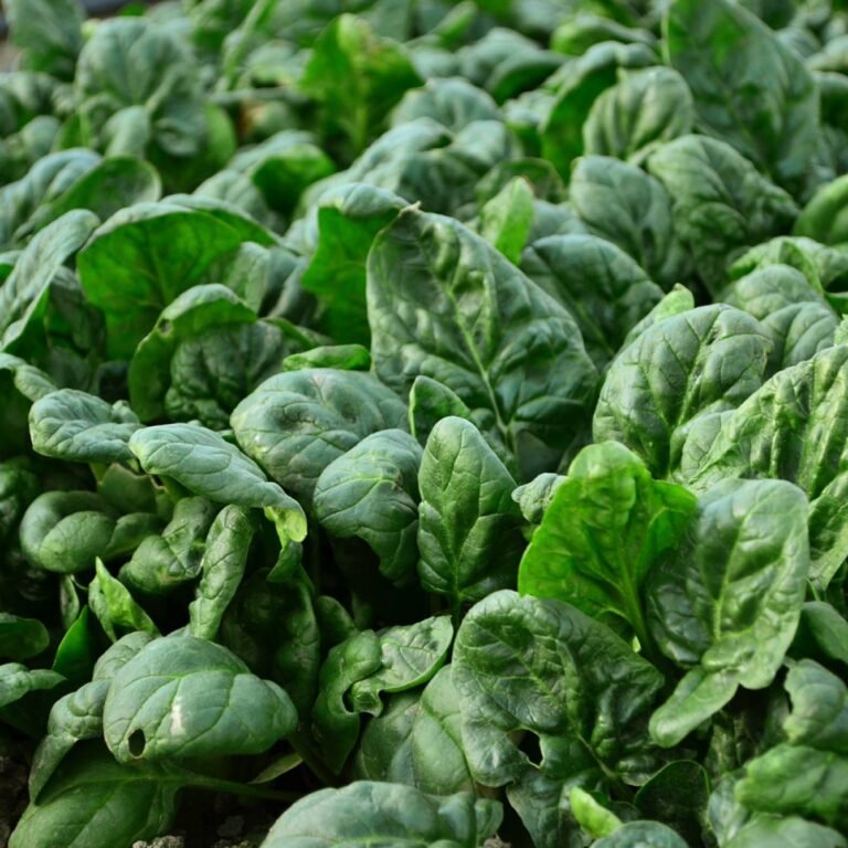 Tourte aux épinards et œufs