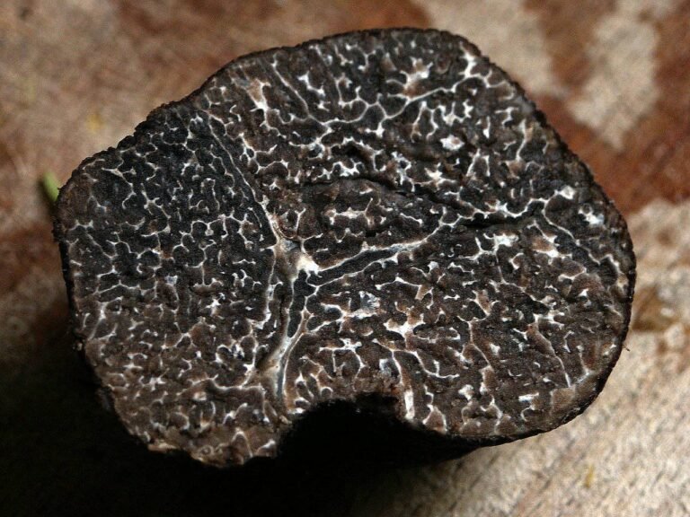 Fête de la Truffe d’été !