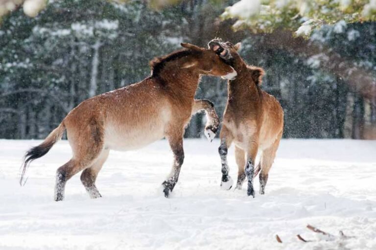 Le cheval de Przewalski