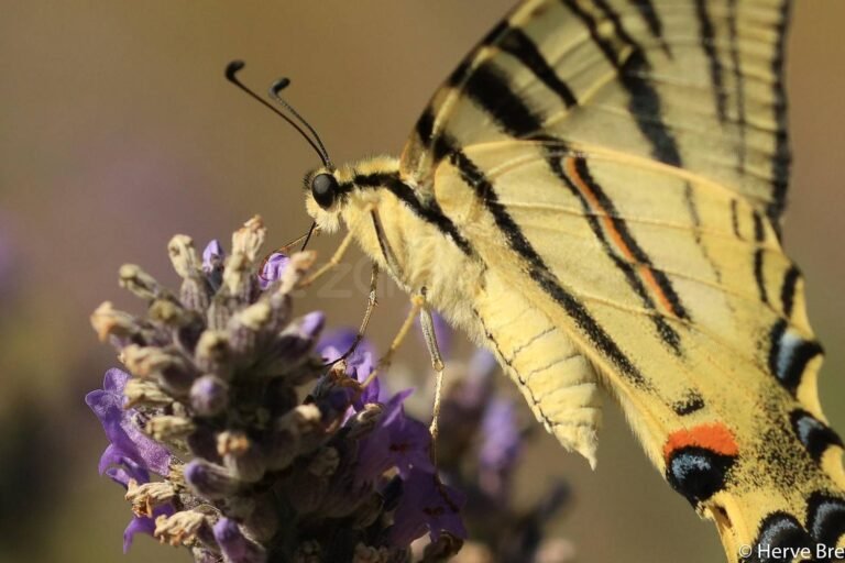 « Qui papillonne dans les Jardins du MIP ? »