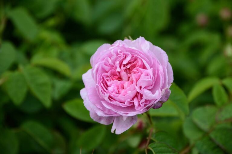 De la Fleur aux Parfums et aux Arômes