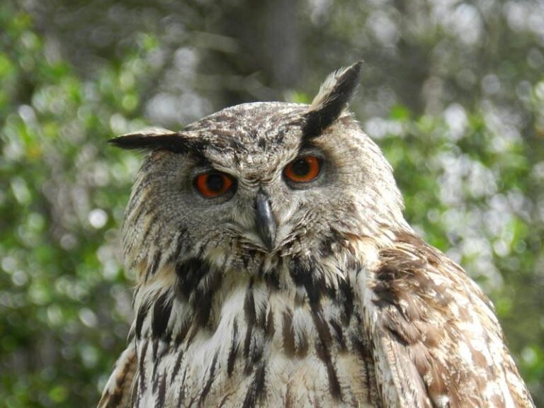 Un hibou grand-duc à Tourrette-Levens