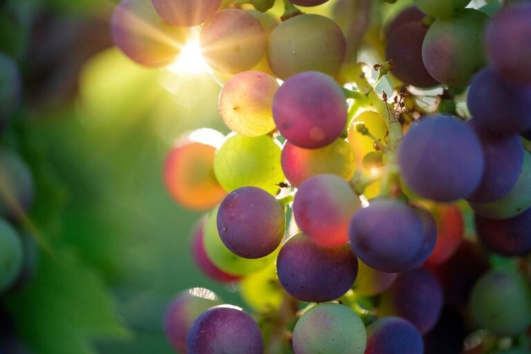 La Fête des Vignerons !