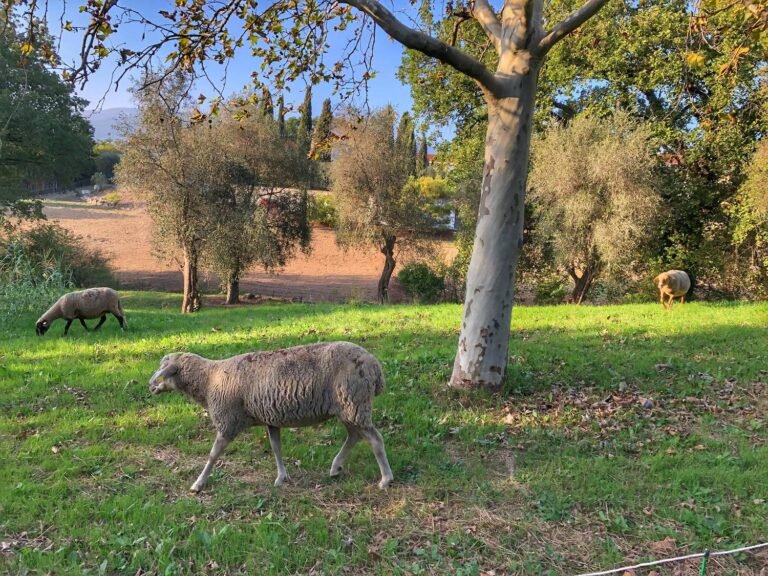 Philippe de Racco, la passion des moutons