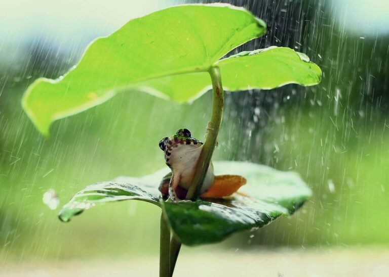Alerte VIGILANCE ROUGE Pluies orageuses